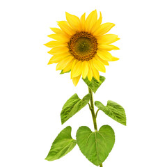 Fototapeta premium Sunflower photo, yellow flower with green leaves isolated on white background