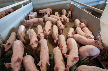 Pig farming