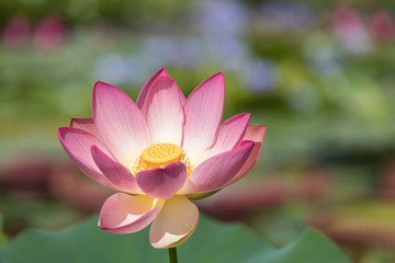 Obraz premium Dahlia