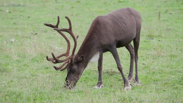 Grazing reindeer, Rangifer tarandus, also known as the caribou.