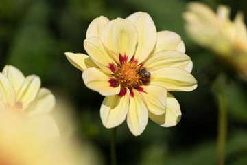 Dahlia