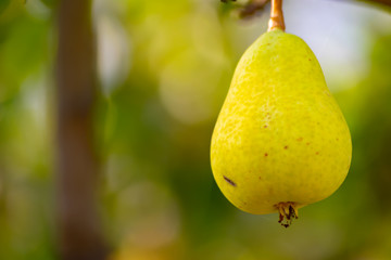 La pera es una fruta muy saludable y recomendable en dietas