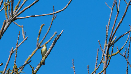 petit oiseau passereau