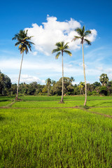 Rice fields around the sacred city of Anuradhapura, North Central Province, Sri Lanka
