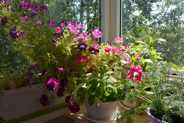 Fototapeta na wymiar Charming garden on the balcony with blooming petunias and other plants. Nature in home.