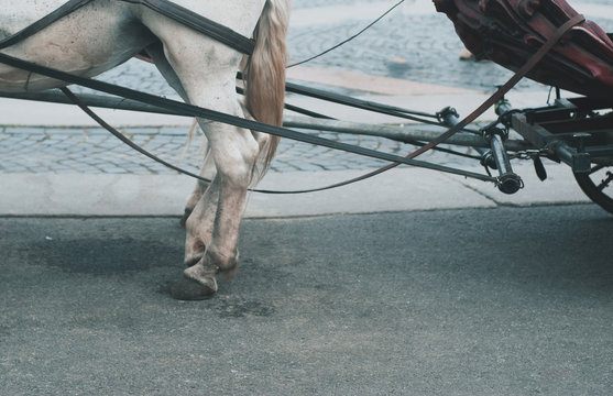 Harnessed the horse close up, horse's legs,