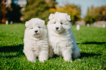 Samoyed puppies on the grass