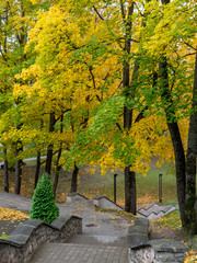 Naklejka premium beautiful, gorgeous and colorful trees on an autumn day