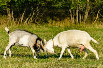 White goat with curved horns crashed its head into the forehead of gray alpine mountain goat....
