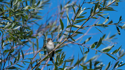 petit oiseau passereau