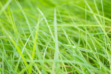 Abstract green grass close up blur background