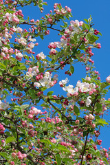 Blühender Apfelbaum vor blauem Himmel