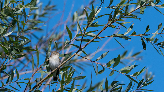 petit oiseau passereau
