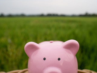 pink piggy bank on the green rice field background, Saving money for future plan and retirement fund concept