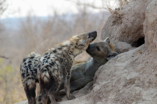 Amazing South African Safari - Hippos, monkeys, zebras, leopards, lions, painted wolves, elephants, giraffes, hyenas, wildlife - Nature at it's finest