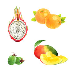Isolated watercolor fruits set on white background: pitaya, orange, feijoa, mango