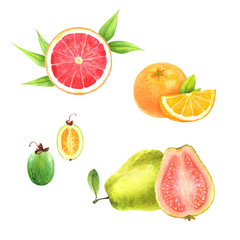 Isolated watercolor fruits set on white background: grapefruit, orange, feijoa, guava