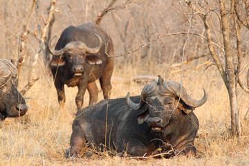 Obraz premium Amazing South African Safari - Hippos, monkeys, zebras, leopards, lions, painted wolves, elephants, giraffes, hyenas, wildlife - Nature at it's finest