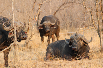 Obraz premium Amazing South African Safari - Hippos, monkeys, zebras, leopards, lions, painted wolves, elephants, giraffes, hyenas, wildlife - Nature at it's finest