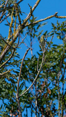 petit oiseau passereau