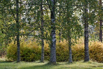 A sunny autumn morning in a birch park