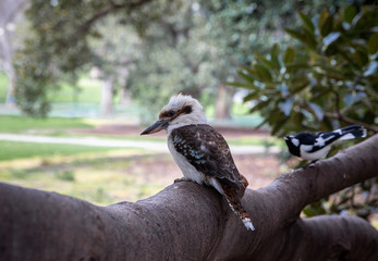 Kookaburra on tree branch with magpie lark in background.