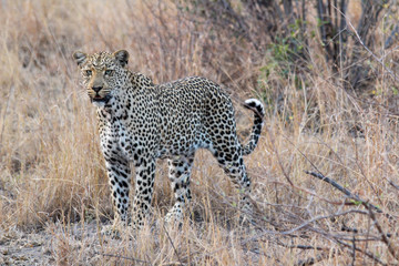 Amazing South African Safari - Hippos, monkeys, zebras, leopards, lions, painted wolves, elephants, giraffes, hyenas, wildlife - Nature at it's finest