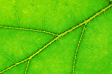 Foliage background. Leaf tropic pattern. Abstract texture. Natur