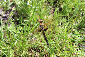 Dragonfly on a branch in the forest