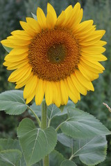 Yellow flower of an unripe sunflower. Agriculture