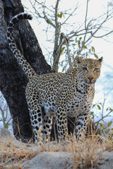 Fototapeta premium Amazing South African Safari - Hippos, monkeys, zebras, leopards, lions, painted wolves, elephants, giraffes, hyenas, wildlife - Nature at it's finest