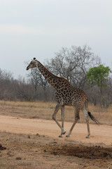 Amazing South African Safari - Hippos, monkeys, zebras, leopards, lions, painted wolves, elephants, giraffes, hyenas, wildlife - Nature at it's finest