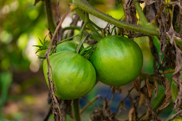 Cultivo de tomates en Benizar, Moratalla (España )