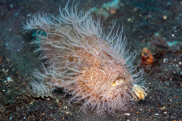 Coral reef South Pacific hairy frogfish