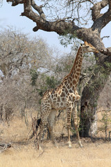Amazing South African Safari - Hippos, monkeys, zebras, leopards, lions, painted wolves, elephants, giraffes, hyenas, wildlife - Nature at it's finest