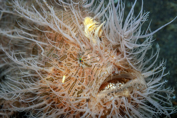 Coral reef South Pacific hairy frogfish