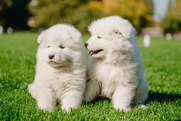 Samoyed puppies on the grass