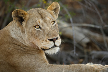 Fototapeta na wymiar Löwin Südafrika