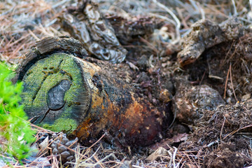 troncos de pino en bosques mediterraneos e ibericos