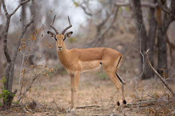 Impala