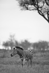 Fototapeta na wymiar Zebra 1