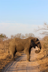 Fototapeta na wymiar Amazing South African Safari - Hippos, monkeys, zebras, leopards, lions, painted wolves, elephants, giraffes, hyenas, wildlife - Nature at it's finest
