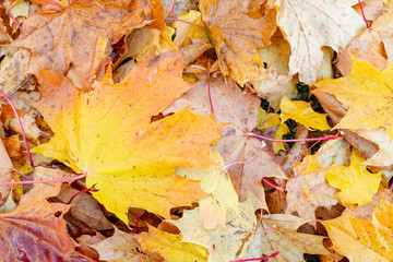 Maple leaves background.Autumn leafs on the ground.