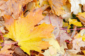 Maple leaves background.Autumn leafs on the ground.