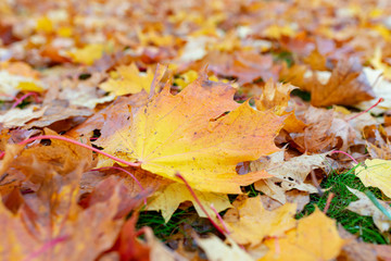 Maple leaves background.Autumn leafs on the ground.