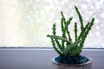 Huernia succulent plant in concrete pot with blue stones near window