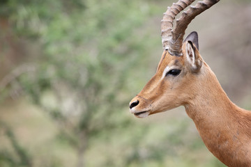 Impala Portrait