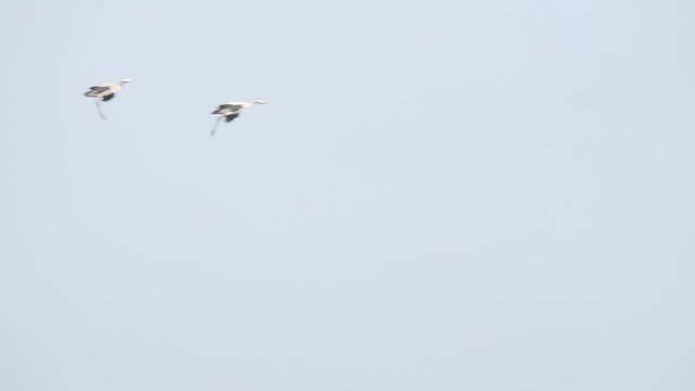 Common Cranes or Eurasian Cranes (Grus Grus) flying in mid airduring migration with a wind turbine in the background. Slow motion clip.