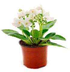  Saintpaulia in a pot.