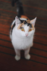 Portrait of a cat.Home cat